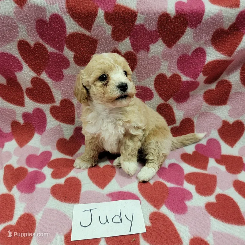 Judy – Bichpoo puppy for sale in Hopkinsville, KY