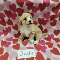 Judy, a female Bichpoo for sale in Hopkinsville, KY – Photo 1 of 4