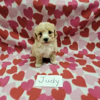 Judy, a female Bichpoo for sale in Hopkinsville, KY – Photo 2 of 4