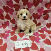 Judy, a female Bichpoo for sale in Hopkinsville, KY – Photo 3 of 4