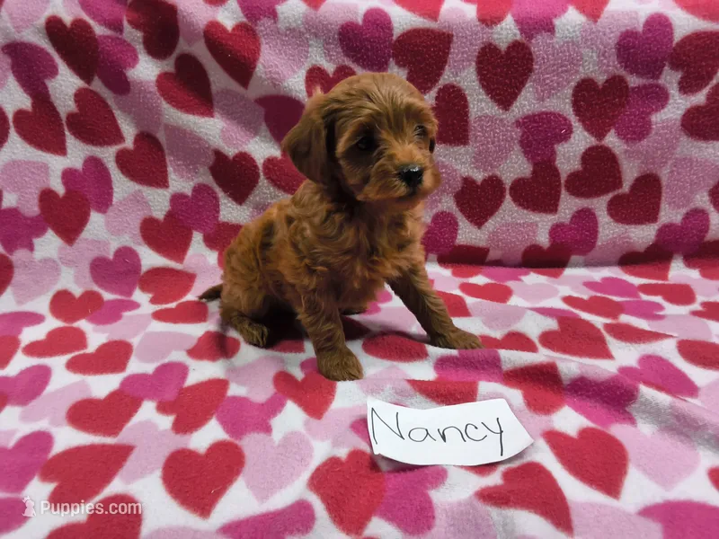Nancy – Cavapoo puppy for sale in Hopkinsville, KY