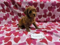 Nancy, a female Cavapoo for sale in Hopkinsville, KY – 1 of 1