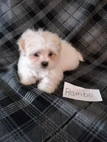 Rambo, a male Bichon Frise and Shih Tzu for sale in Hopkinsville, KY – Photo 2 of 4