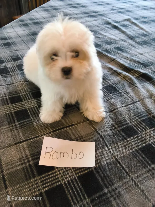 Rambo – Bichon Frise, Shih Tzu puppy for sale in Hopkinsville, KY