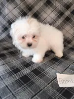 Rambo, a male Bichon Frise and Shih Tzu for sale in Hopkinsville, KY – Photo 3 of 4