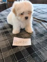 Rambo, a male Bichon Frise and Shih Tzu for sale in Hopkinsville, KY – Photo 4 of 4