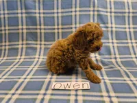 Owen, a male Poodle - Miniature  for sale in Hopkinsville, KY – 3 of 4