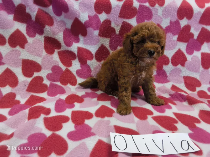 Olivia – Poodle - Miniature  puppy for sale in Hopkinsville, KY