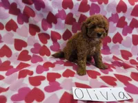 Olivia, a female Poodle - Miniature  for sale in Hopkinsville, KY – 1 of 3