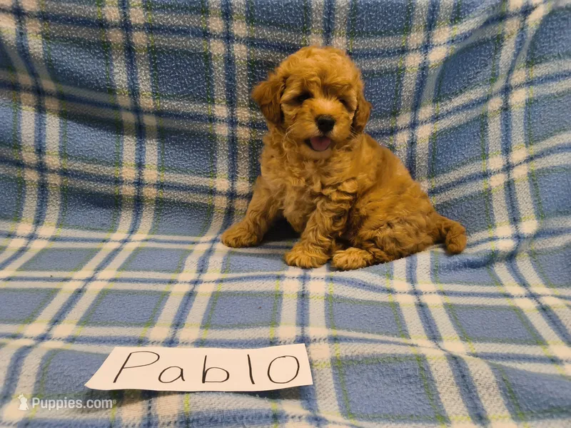 Pablo, a male Maltipoo for sale in Hopkinsville, KY – 1 of 3