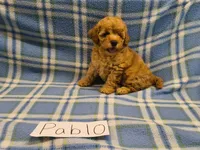 Pablo, a male Maltipoo for sale in Hopkinsville, KY – 1 of 3