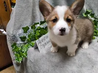 Austin, a male Pembroke Welsh Corgi for sale in Hopkinsville, KY – 2 of 6