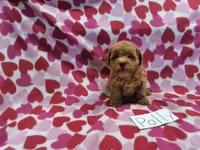 Polly, a female Maltipoo for sale in Hopkinsville, KY – 1 of 4