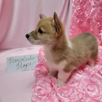 Honolulu, a female Pembroke Welsh Corgi for sale in Hopkinsville, KY – 1 of 4