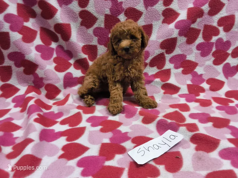 Shayla – Poodle - Toy , Poodle - Miniature  puppy for sale in Hopkinsville, KY