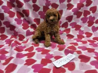 Shayla, a female Poodle - Toy  and Poodle - Miniature  for sale in Hopkinsville, KY – 1 of 2