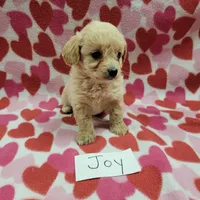 Joy, a female Bichpoo for sale in Hopkinsville, KY – Photo 2 of 4