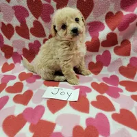 Joy, a female Bichpoo for sale in Hopkinsville, KY – Photo 3 of 4