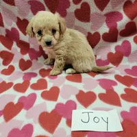 Joy, a female Bichpoo for sale in Hopkinsville, KY – Photo 1 of 4