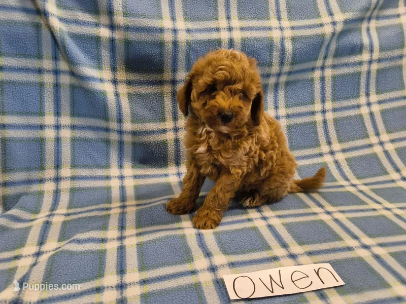 Owen – Poodle - Miniature  puppy for sale in Hopkinsville, KY