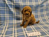 Owen, a male Poodle - Miniature  for sale in Hopkinsville, KY – 1 of 4