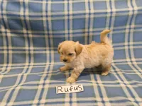 Rufus, a male Maltipoo for sale in Hopkinsville, KY – 2 of 3