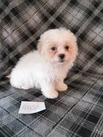 Ross, a male Bichon Frise and Shih Tzu for sale in Hopkinsville, KY – 2 of 3