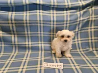 Quinto, a male Maltese for sale in Hopkinsville, KY – 2 of 3