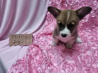 Helena, a female Pembroke Welsh Corgi for sale in Hopkinsville, KY – 4 of 5