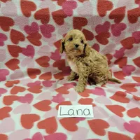 Lana, a female Cavapoo for sale in Hopkinsville, KY – Photo 7 of 7