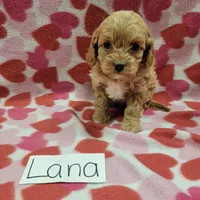 Lana, a female Cavapoo for sale in Hopkinsville, KY – Photo 2 of 7