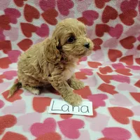 Lana, a female Cavapoo for sale in Hopkinsville, KY – Photo 1 of 7
