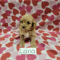 Lana, a female Cavapoo for sale in Hopkinsville, KY – Photo 4 of 7
