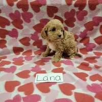 Lana, a female Cavapoo for sale in Hopkinsville, KY – Photo 3 of 7