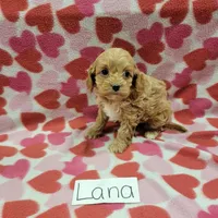 Lana, a female Cavapoo for sale in Hopkinsville, KY – Photo 5 of 7