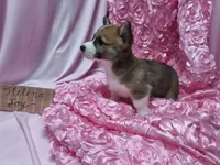 Helena, a female Pembroke Welsh Corgi for sale in Hopkinsville, KY – 3 of 5