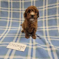 George, a male Poodle - Toy  and Poodle - Miniature  for sale in Hopkinsville, KY – Photo 4 of 4