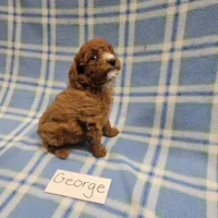 George, a male Poodle - Toy  and Poodle - Miniature  for sale in Hopkinsville, KY – Photo 3 of 4