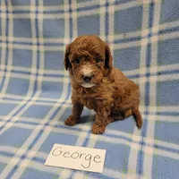 George, a male Poodle - Toy  and Poodle - Miniature  for sale in Hopkinsville, KY – Photo 2 of 4