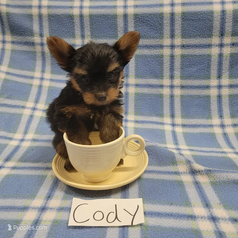 Tea Cup size CODY