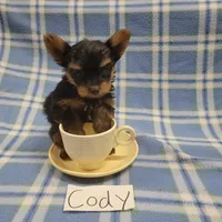 Tea Cup size CODY, a male Yorkshire Terrier for sale in Hopkinsville, KY – Photo 1 of 4