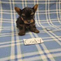 Tea Cup size CODY, a male Yorkshire Terrier for sale in Hopkinsville, KY – Photo 4 of 4