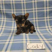 Tea Cup size CODY, a male Yorkshire Terrier for sale in Hopkinsville, KY – Photo 3 of 4
