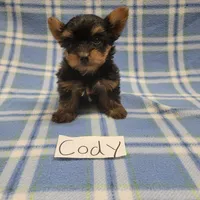 Tea Cup size CODY, a male Yorkshire Terrier for sale in Hopkinsville, KY – Photo 2 of 4