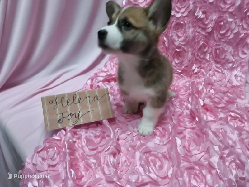 Helena – Pembroke Welsh Corgi puppy for sale in Hopkinsville, KY