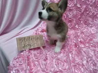 Helena, a female Pembroke Welsh Corgi for sale in Hopkinsville, KY – 1 of 5
