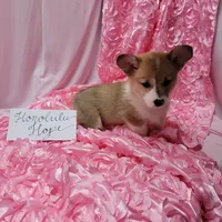 Honolulu, a female Pembroke Welsh Corgi for sale in Hopkinsville, KY – 2 of 4