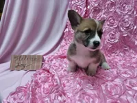 Helena, a female Pembroke Welsh Corgi for sale in Hopkinsville, KY – 2 of 5