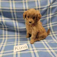 King, a male Cockapoo for sale in Hopkinsville, KY – Photo 4 of 4