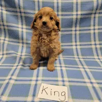 King, a male Cockapoo for sale in Hopkinsville, KY – Photo 3 of 4